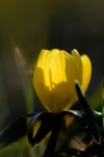 Eranthis hyemalis Eranthis hyemalis