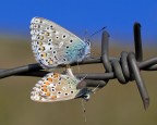 Fate l'Amore non fate la GUERRA Fate l'Amore non fate la GUERRA