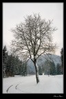 Albero solitario