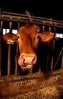 MUUU MUUU