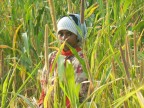 SGUARDO NEL SORGO SGUARDO NEL SORGO