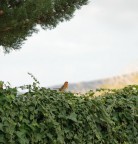 Mentre ero in cammino verso la mia campagna ho scorto questo Pettirosso e ho scattato la foto avendo un p� di fortuna.
By Nikon D80 18-200 mm VR