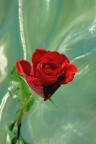 Rosa Rosa