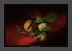 season fruits season fruits
