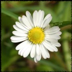 scatto a mano libera per provare il Sigma 105 f2,8 macro:

Model : NIKON D70
ExposureTime : 1/500Sec
FNumber : F8,0
ExposureProgram : Aperture Priority
MeteringMode : Spot
FocalLength : 105,00(mm)