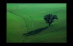 Solitario nella campagna Solitario nella campagna