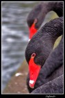 cigno nero cigno nero