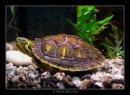 Nell'acquario di casa..... Nell'acquario di casa.....
