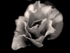 Petali Petali