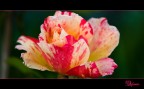 Quando arriva la primavera? Quando arriva la primavera?