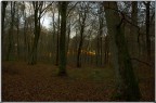 tramonto nel bosco tramonto nel bosco