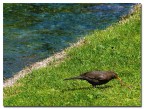 pic-nic in riva al fiume pic-nic in riva al fiume