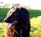 ciccia ciccia