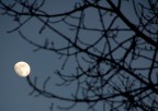 luna sui rami luna sui rami