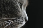 Profilo felino Profilo felino