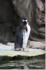 Pinguin land Pinguin land