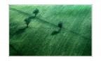 Trio d'alberi Trio d'alberi
