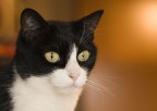 MiKi @ 50mm MiKi @ 50mm