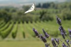Una farfalla sta per posarsi su un fiore di lavanda.