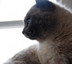 gattone gattone