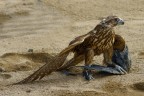 Aquila e preda Aquila e preda