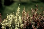 flores flores