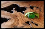 la natura custodisce i suoi tesori la natura custodisce i suoi tesori