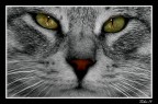 Occhi di gatto Occhi di gatto