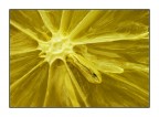 ...bruciature in giallo...