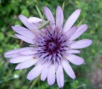 fiore fiore