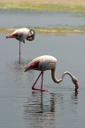 Camargue Camargue