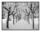 ...viale innevato... ...viale innevato...