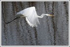 Il Bianco...... Il Bianco......