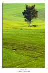 ...solo nel verde... ...solo nel verde...