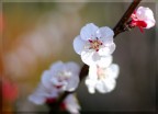 It's spring time It's spring time
