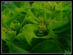 MicroCosmoS MicroCosmoS