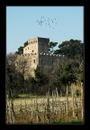 La rocca e la vigna