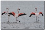 Fenicotteri di Orbetello Fenicotteri di Orbetello