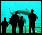 All'acquario All'acquario
