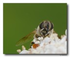 impollinata