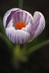 Crocus vernus "Pickwick" Crocus vernus "Pickwick"