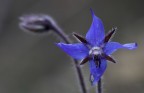 Fiore Blu Fiore Blu