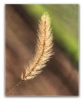 Romantica spiga..
