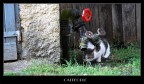 catpeople catpeople
