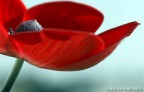 elegantemente ROSSO elegantemente ROSSO