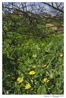 Natura viva e morta Natura viva e morta