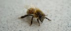 ape assonnata ape assonnata