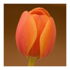 Tulipano Tulipano