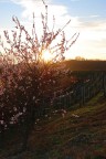 tramonto .. d' albicocco... tramonto .. d' albicocco...