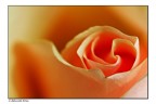 A delicate Rose A delicate Rose